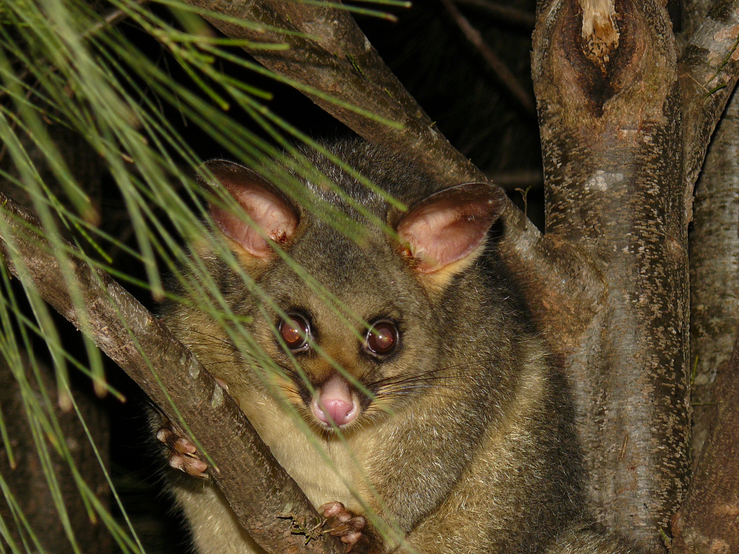 a cute possum...