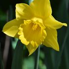 A daffodil