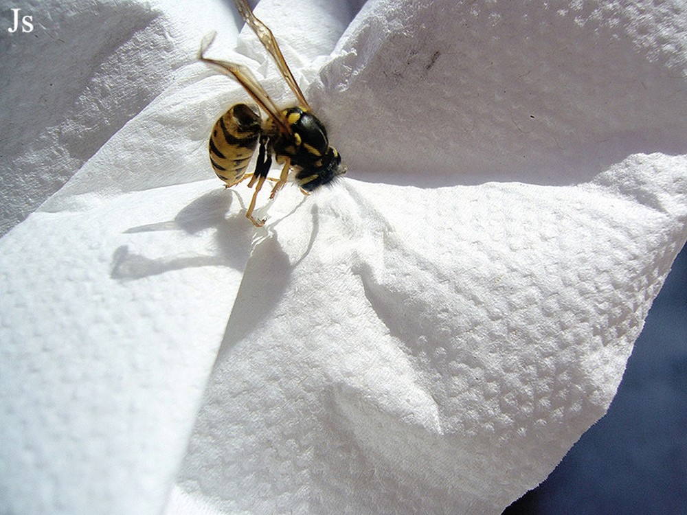 a  damaged wasp