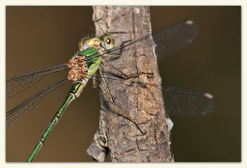 A damselfly from today