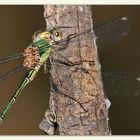 A damselfly from today