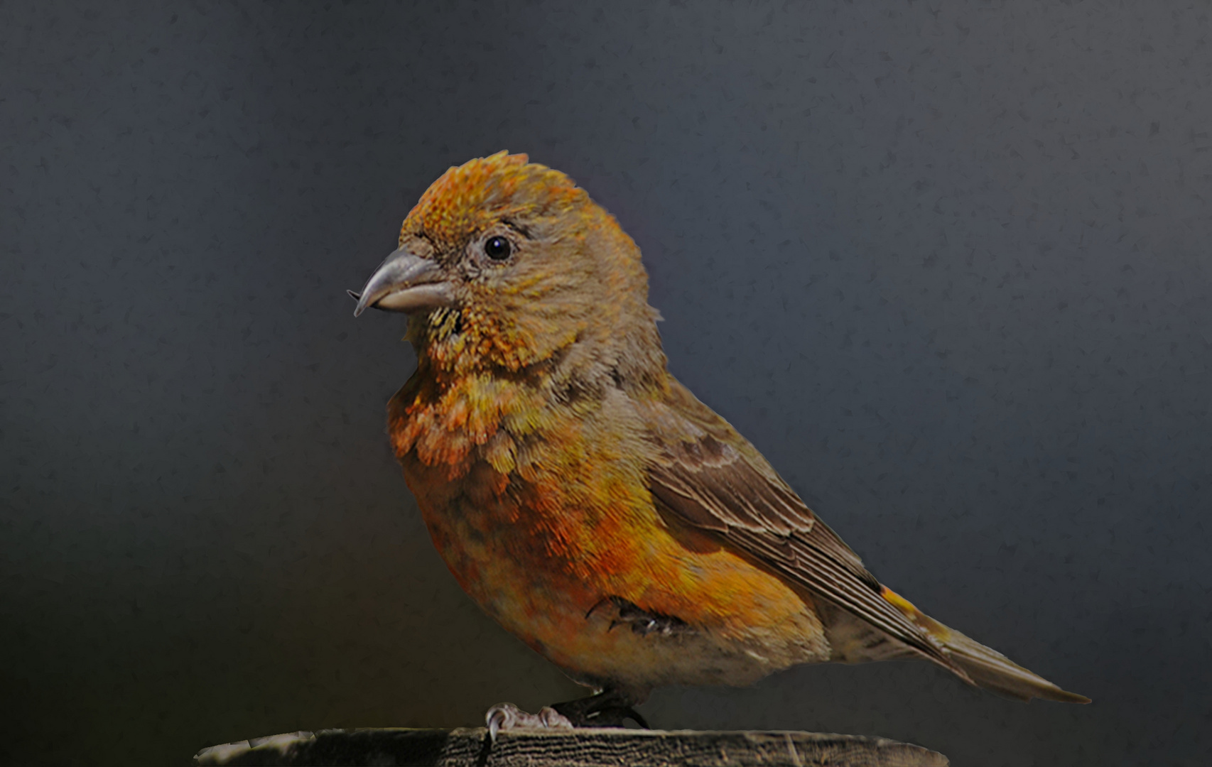 a dancing crossbill 