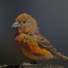 a dancing crossbill 