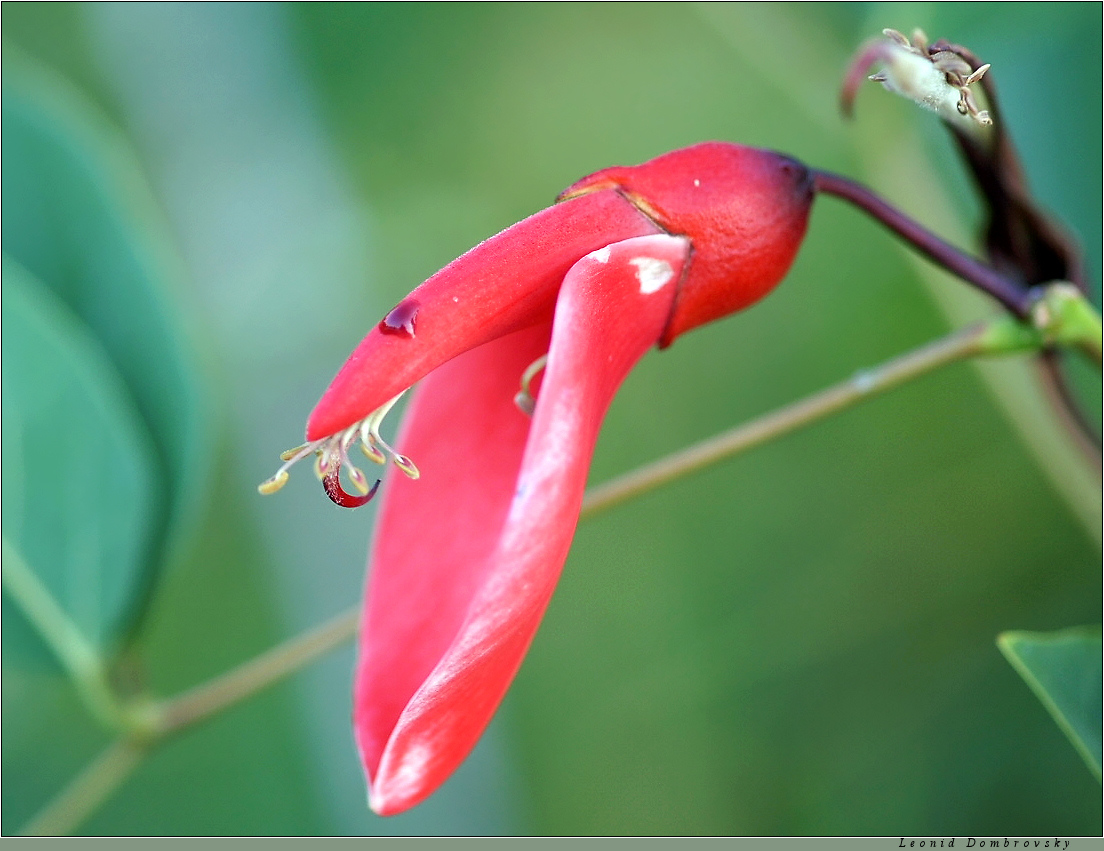 A dangerous flower