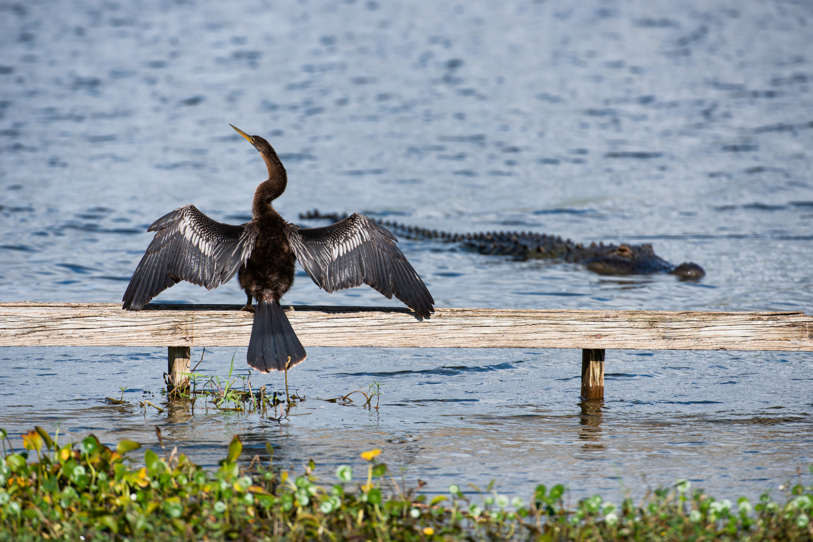 A day at Lake Apopka...