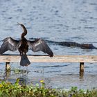 A day at Lake Apopka...