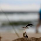 A day at the beach