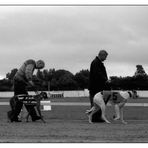 A day at the races II