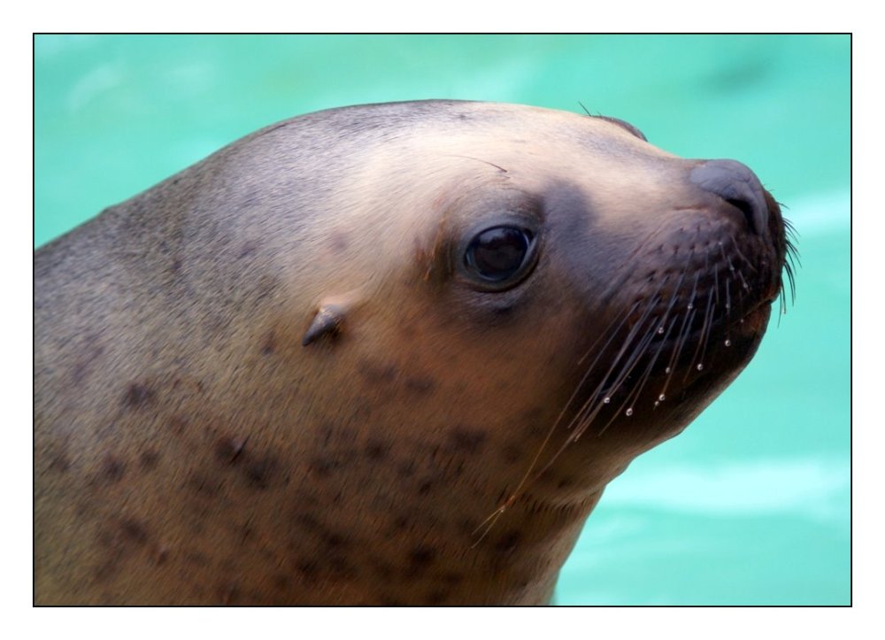 A Day At The Zoo - Seal