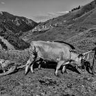 A day in Adishi, Svaneti.