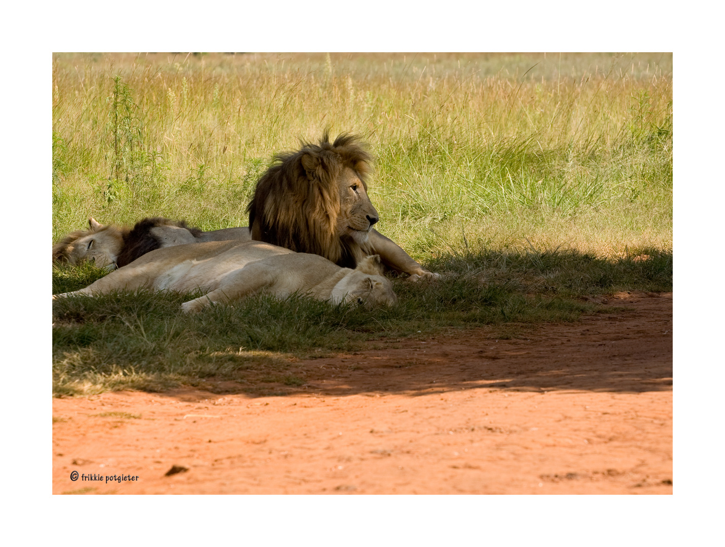 A Day in the life of a lion and a lioness