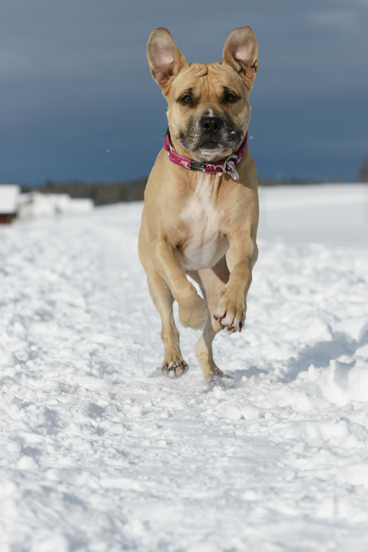 A day in the snow