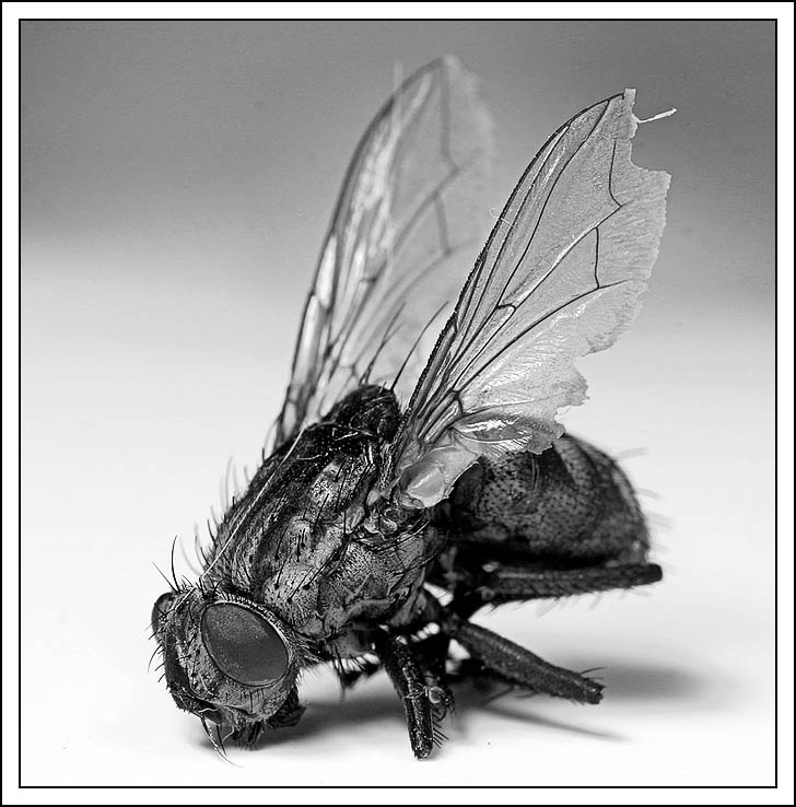 a dead fly