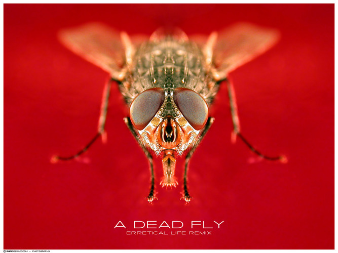 a dead fly (erraticalLIFE rmx)