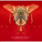 a dead fly (erraticalLIFE rmx)