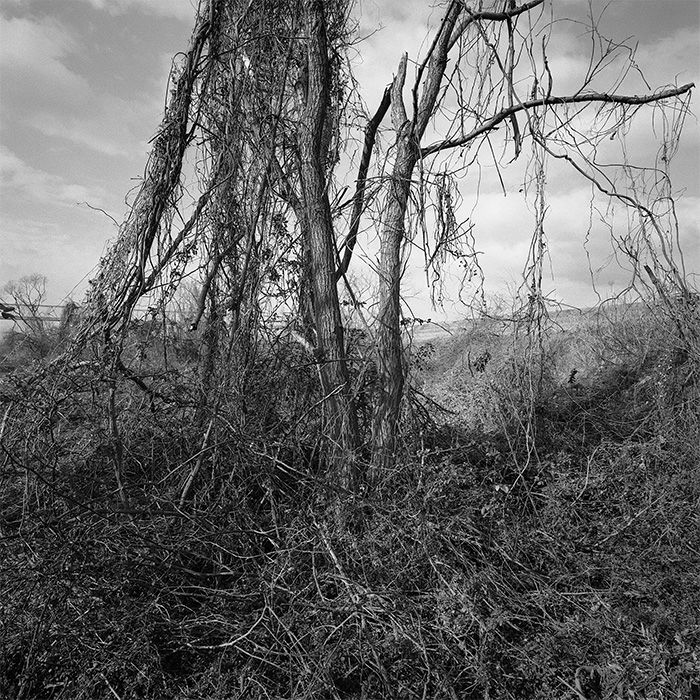 a dead tree (2)