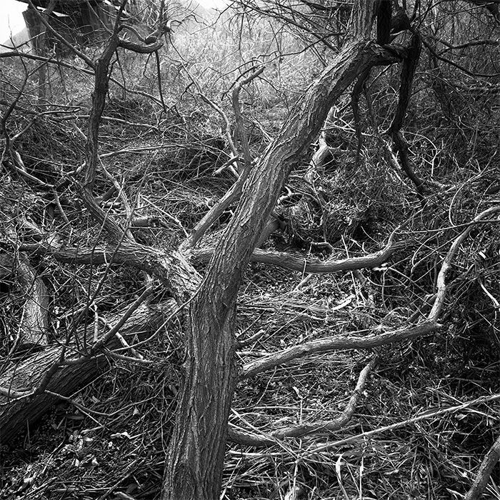 a dead tree (4)