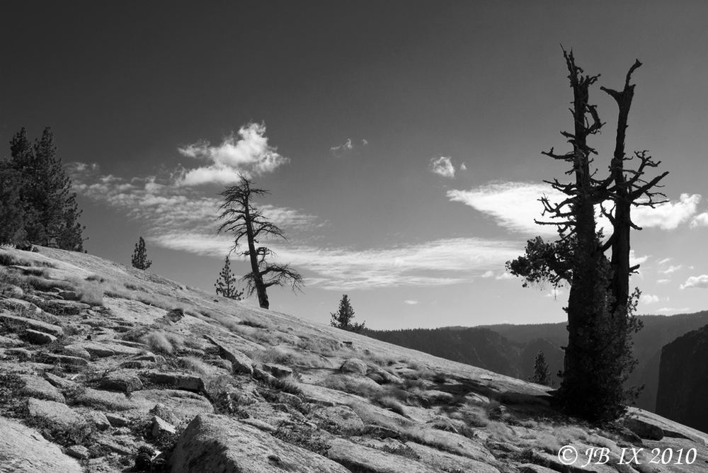 A Dead Tree