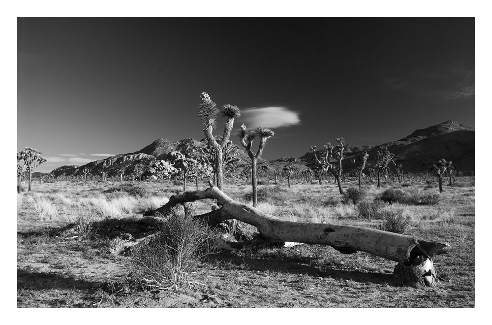 A dead tree in Joshua Tree NP