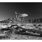 A dead tree in Joshua Tree NP