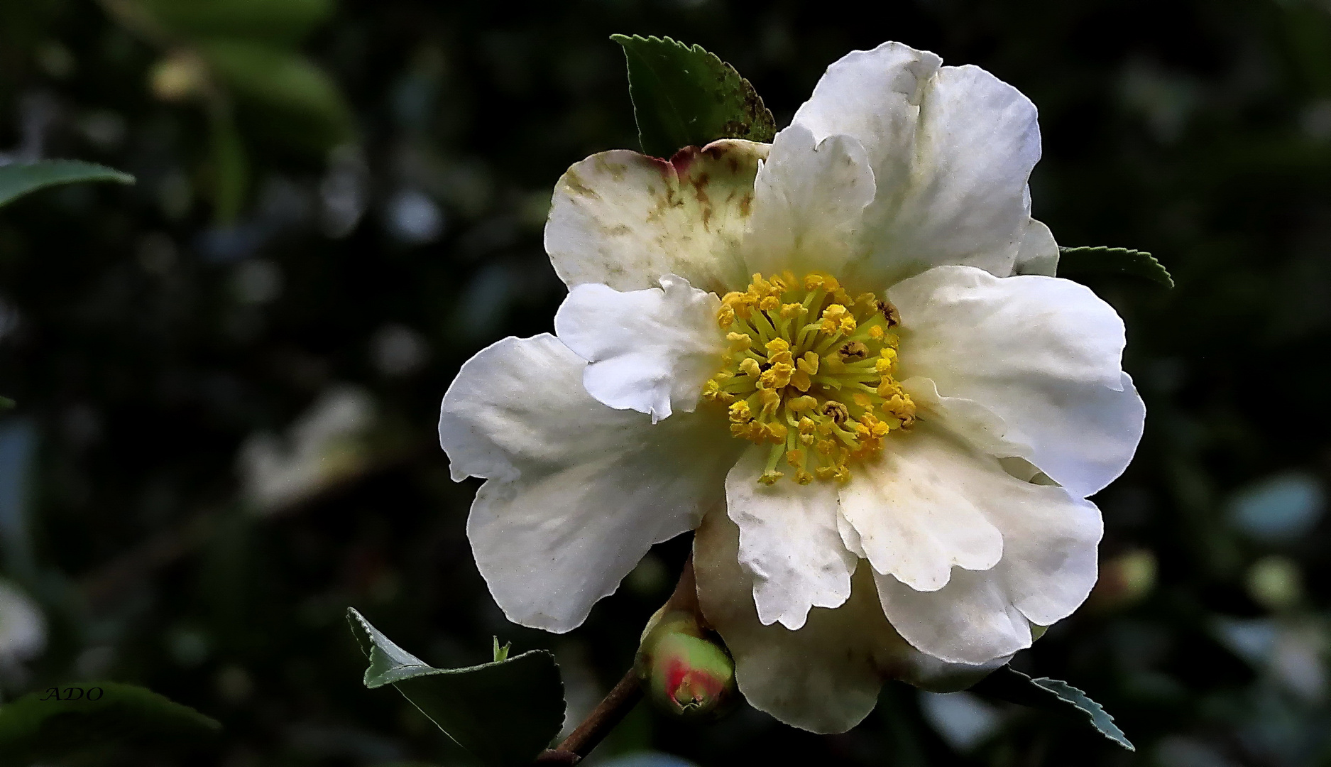 A December Camelia