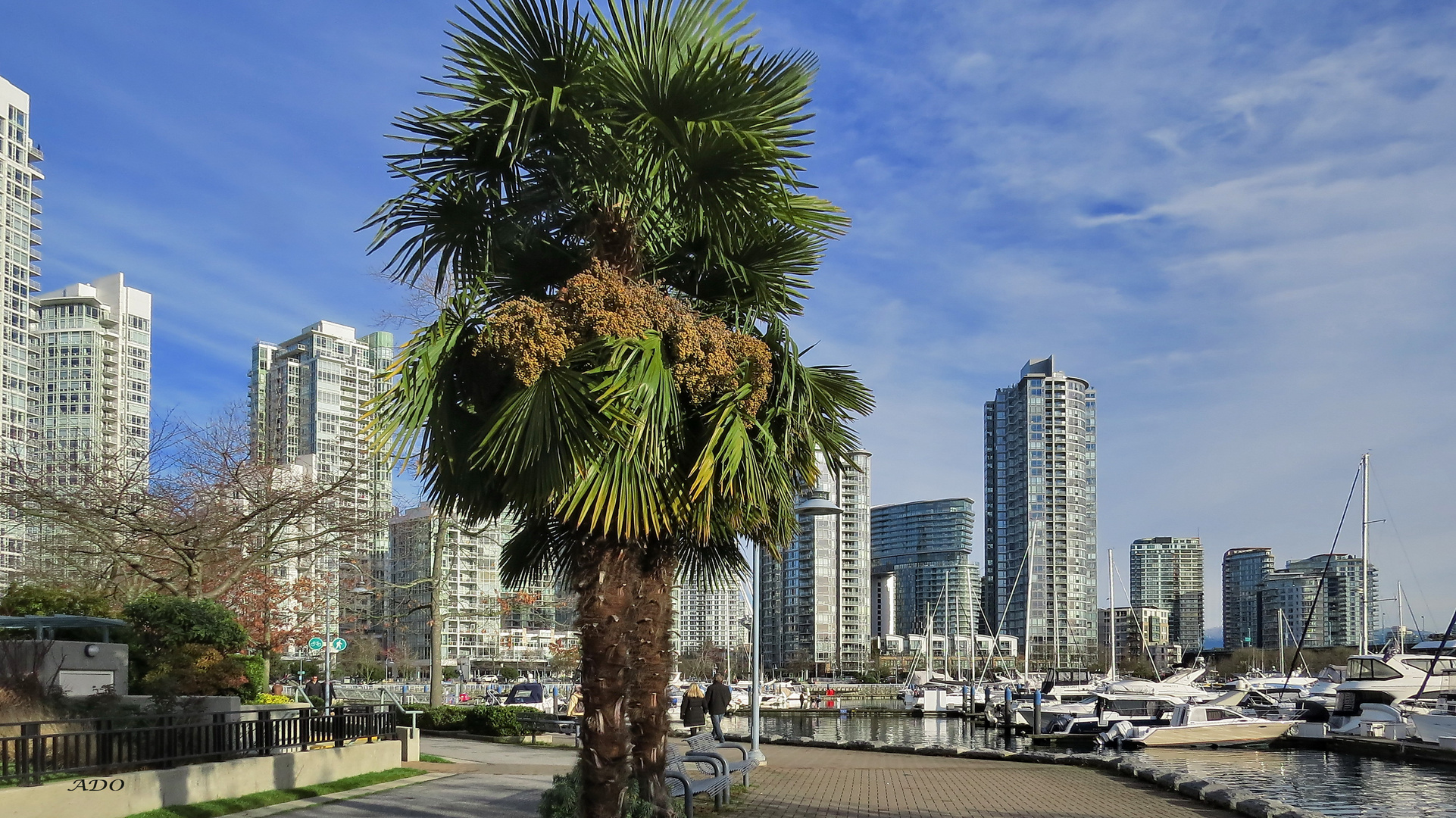 A December Walk Around the Seawall