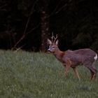 A deer on the lookout