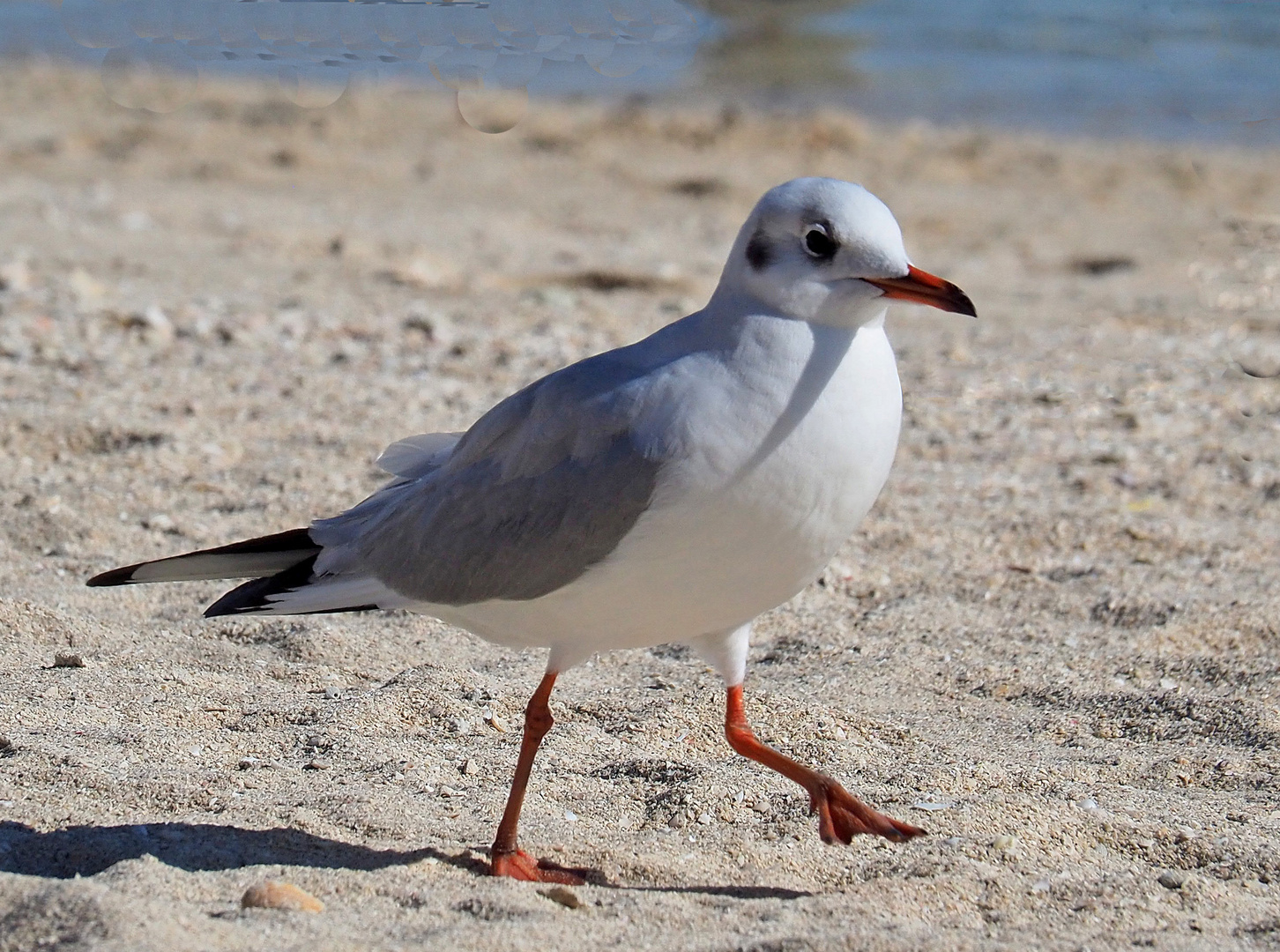 A défaut d’oie…le pas de la mouette