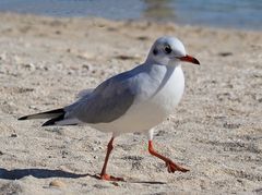 A défaut d’oie…le pas de la mouette