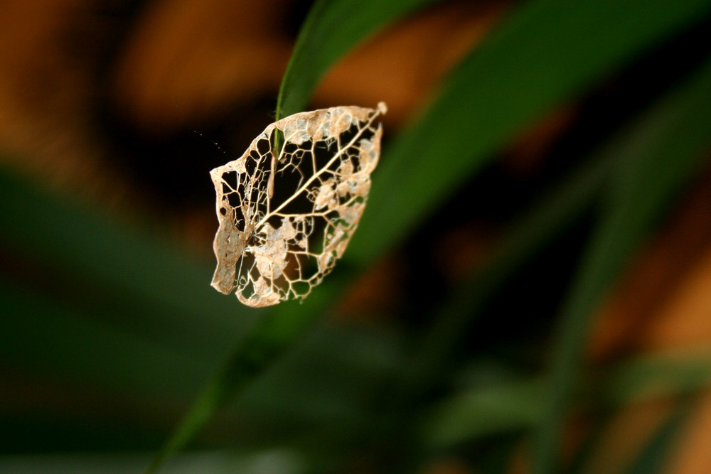 a delicate leaf