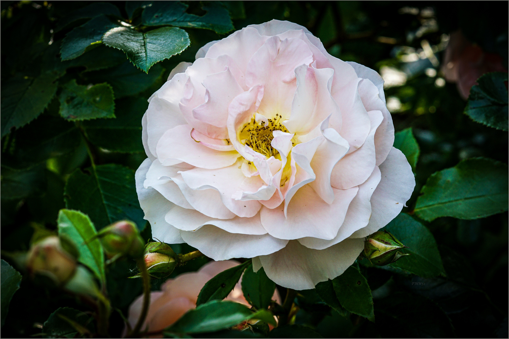A delicate pastel rose blossom