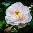 A delicate pastel rose blossom