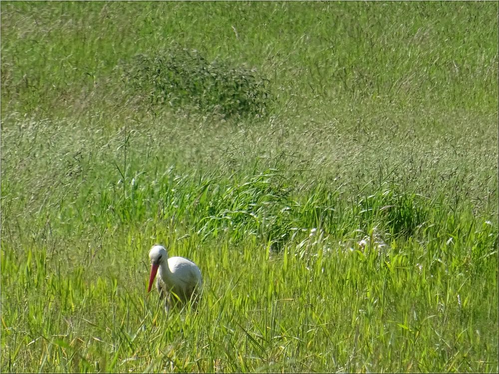 ..A demi cachée dans les hautes herbes..