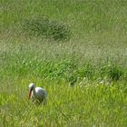 ..A demi cachée dans les hautes herbes..