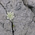 A desert flower