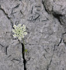 A desert flower