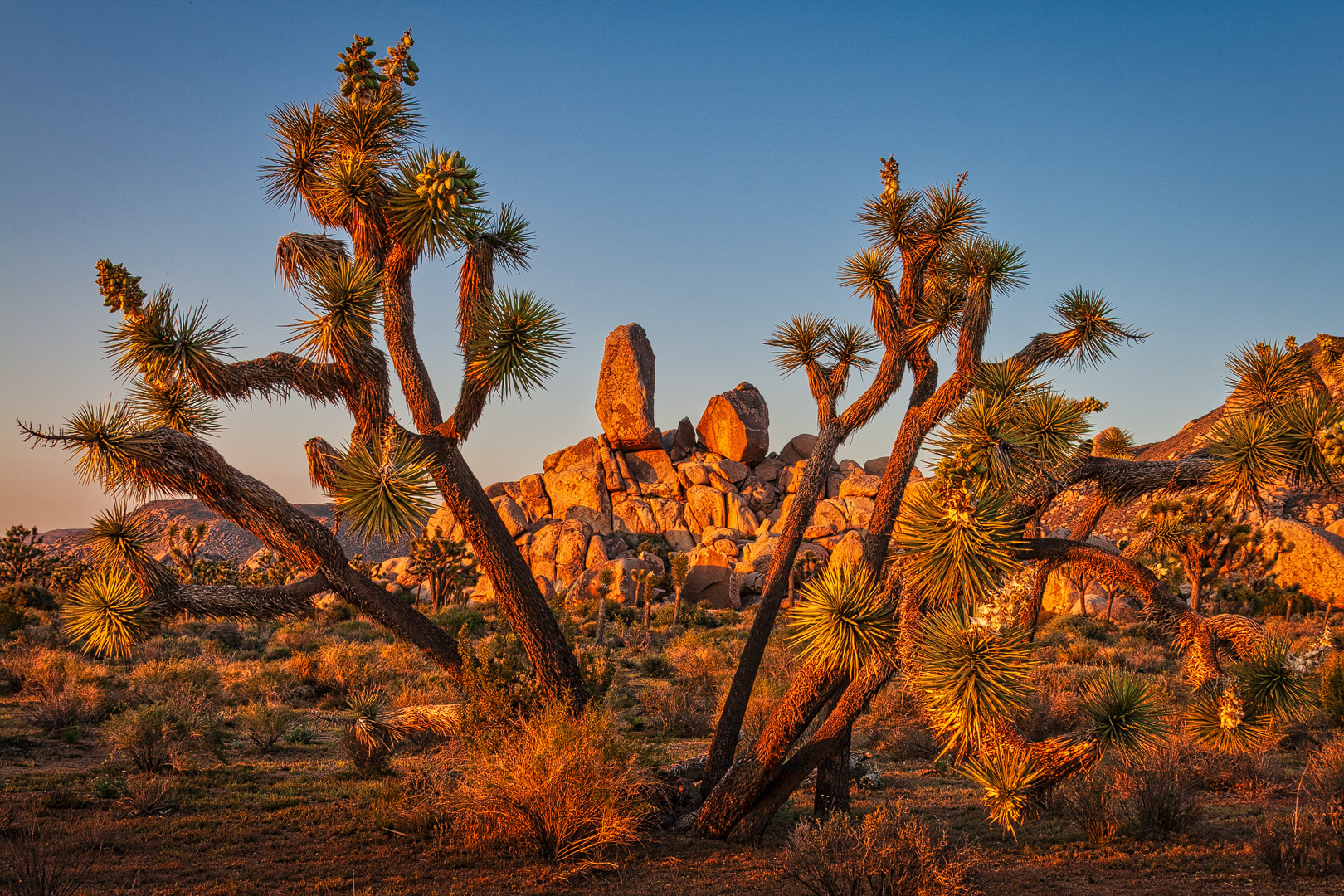 A Desert of its Own