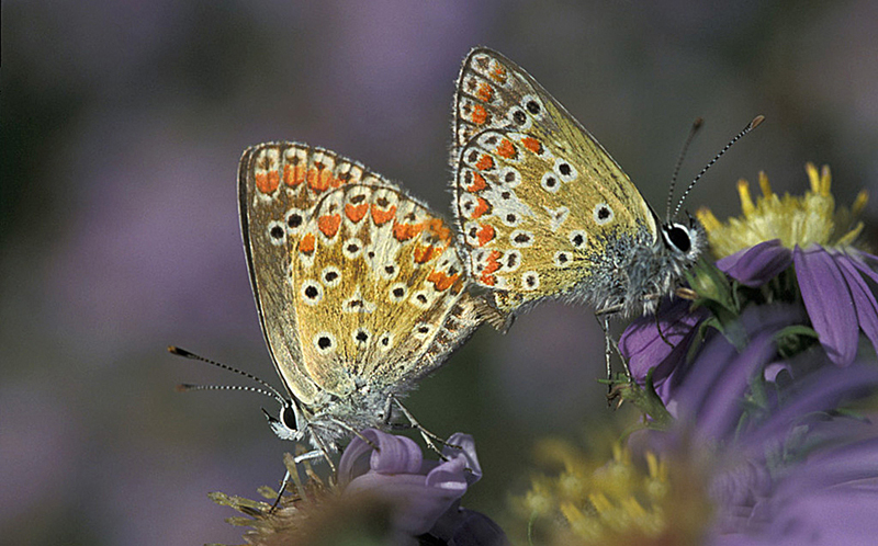 A DEUX de lalanne 