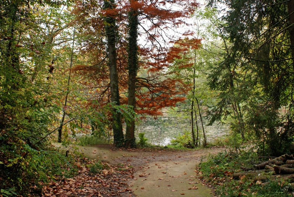 A deux doigts de chez moi.... dans le petit bois....