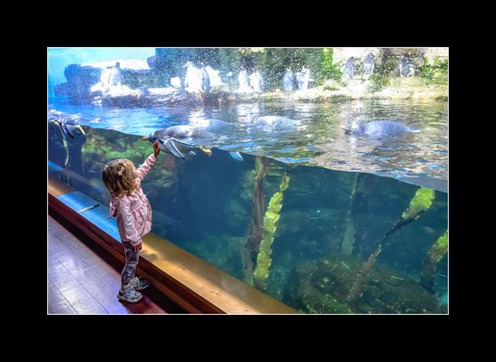 A deux doigts de toucher le manchot