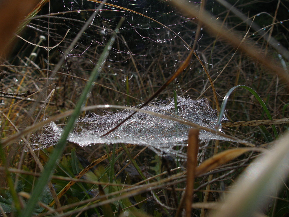 a dew on the spiderweb