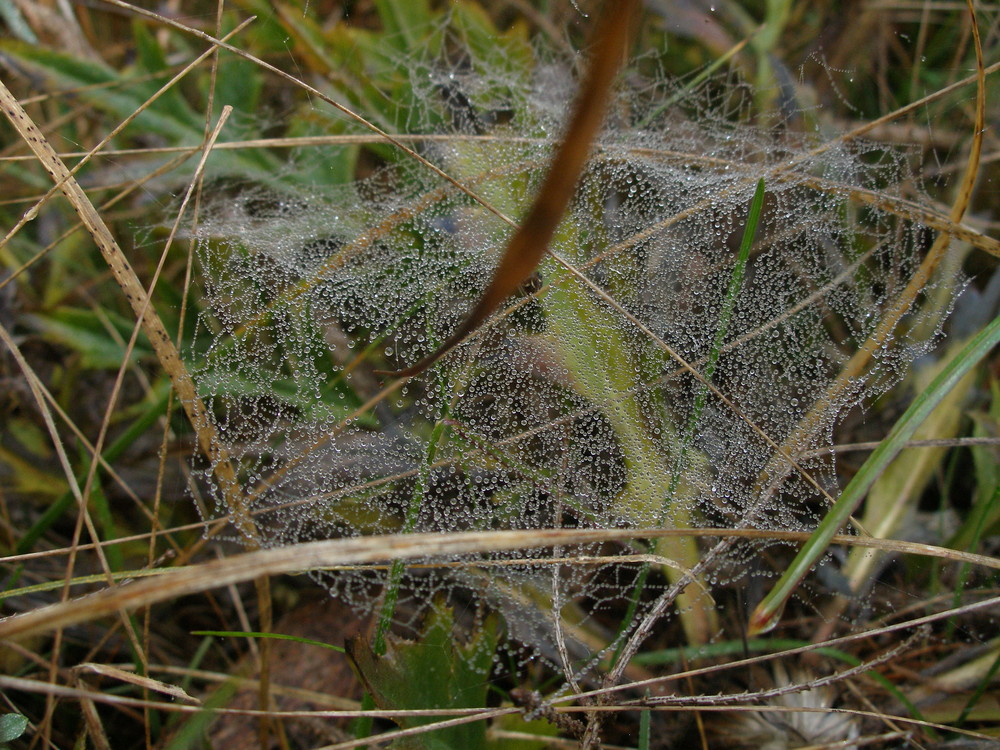 a dew on the spiderweb