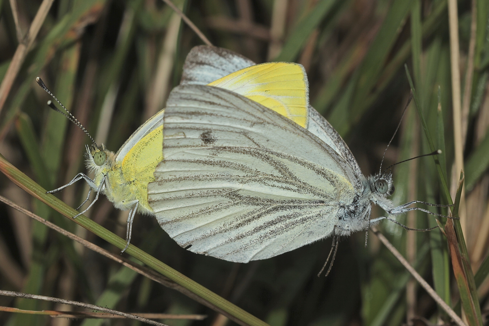 (a) Die Paarung des Raps- oder Grünader-Weißlings (Pieris napi) ...