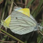 (a) Die Paarung des Raps- oder Grünader-Weißlings (Pieris napi) ...