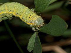 (A) Die Raupe der Gemüseeule (Lacanobia oleracea) ist sehr variabel