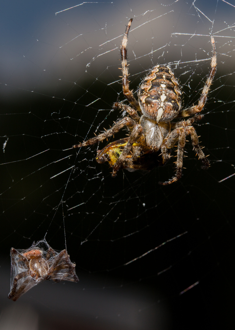 A dinner for two