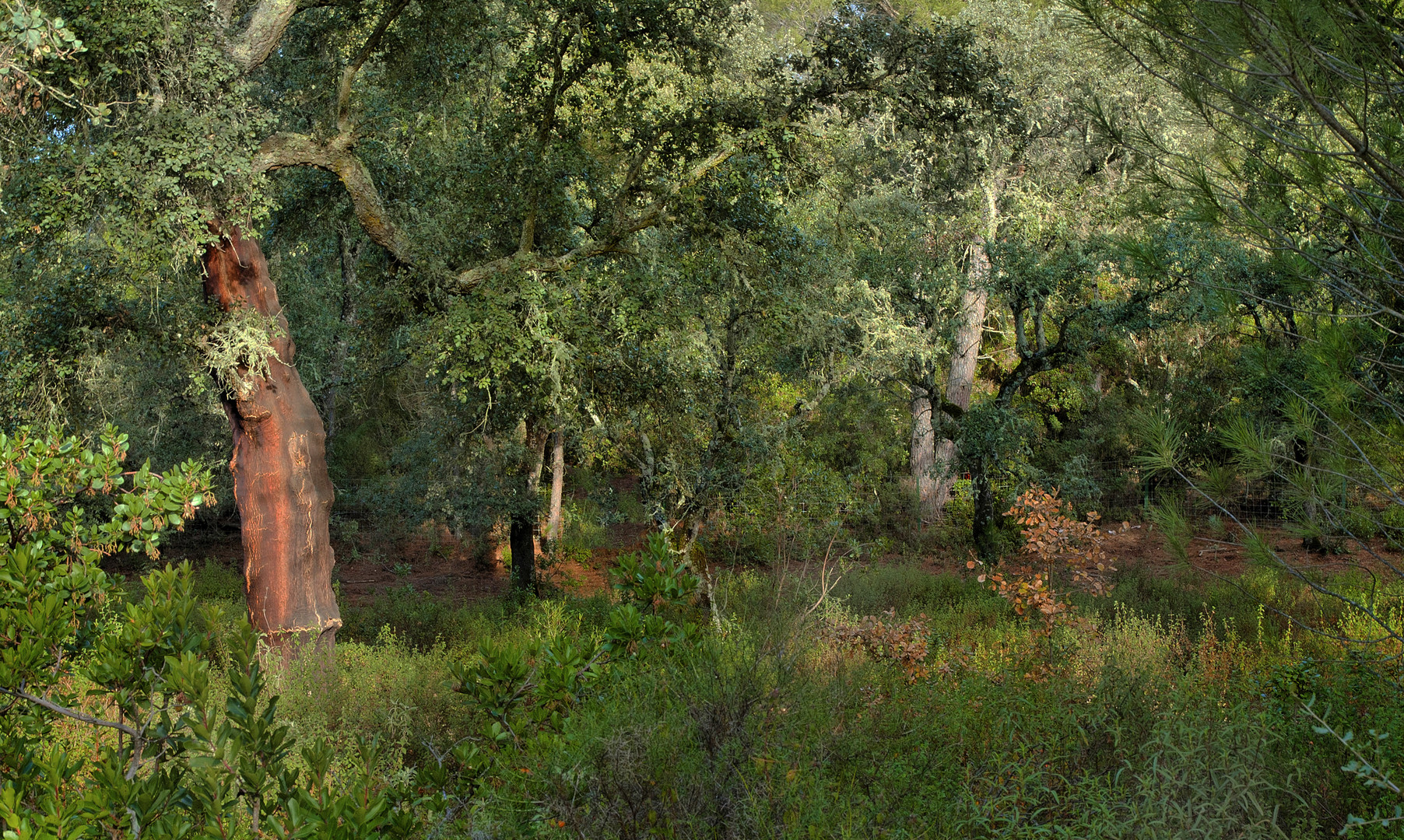 ¿ A DÓNDE VAN A PARAR MIS AMADOS BOSQUES?............se