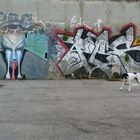 a dog and graffiti - gravity balanced