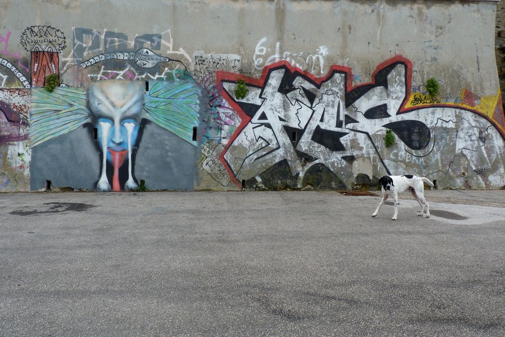 a dog and graffiti - gravity balanced