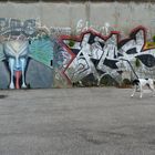 a dog and gravity - sorry, i meant graffiti